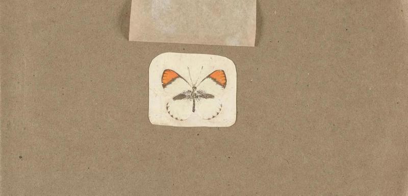 Butterflies collected in the Shire Valley, East Africa (Pl. (15b)) BHL45995500