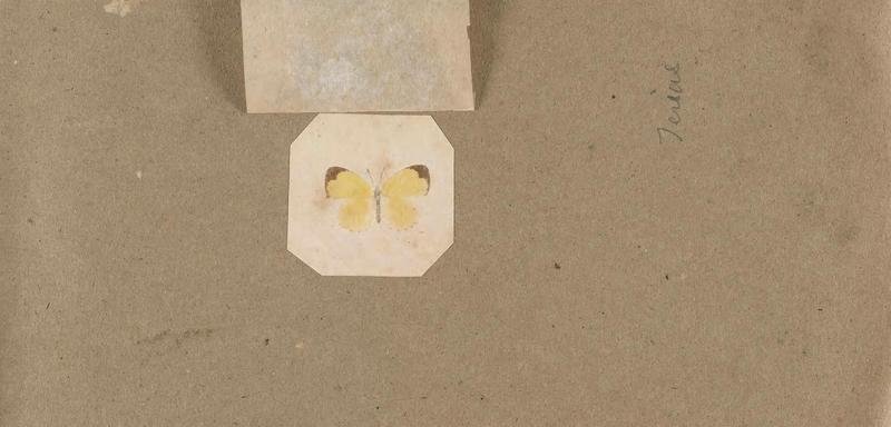 Butterflies collected in the Shire Valley, East Africa (Pl. (16b)) BHL45995508
