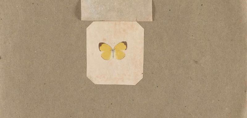 Butterflies collected in the Shire Valley, East Africa (Pl. (17b)) BHL45995512