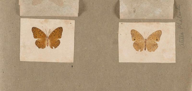 Butterflies collected in the Shire Valley, East Africa (Pl. (18b)) BHL45995516