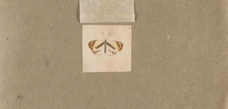 Butterflies collected in the Shire Valley, East Africa (Pl. (19b)) BHL45995573