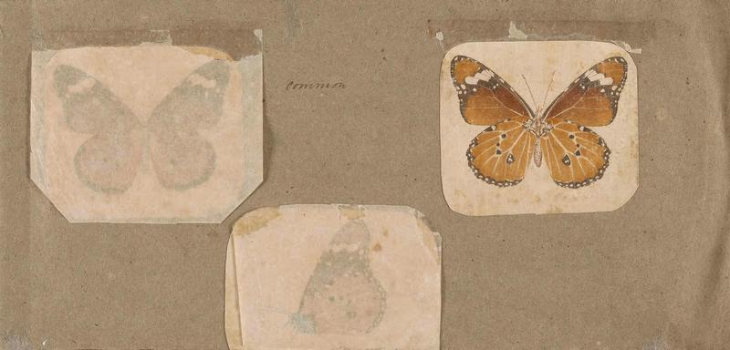 Butterflies collected in the Shire Valley, East Africa (Pl. (1a)) BHL45995570