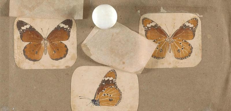 Butterflies collected in the Shire Valley, East Africa (Pl. (1b)) BHL45995568