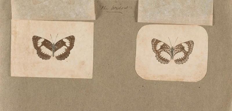 Butterflies collected in the Shire Valley, East Africa (Pl. (20b)) BHL45995577