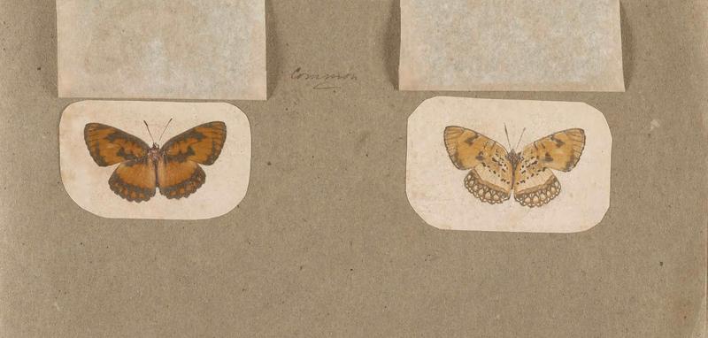 Butterflies collected in the Shire Valley, East Africa (Pl. (21b)) BHL45995581