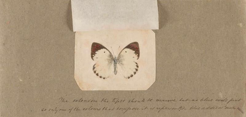 Butterflies collected in the Shire Valley, East Africa (Pl. (22b)) BHL45995585