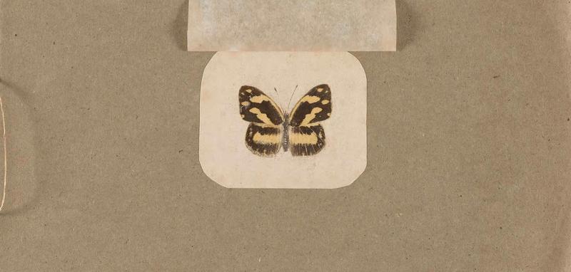 Butterflies collected in the Shire Valley, East Africa (Pl. (23b)) BHL45995589