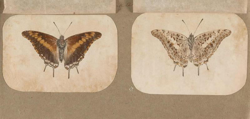 Butterflies collected in the Shire Valley, East Africa (Pl. (24b)) BHL45995595