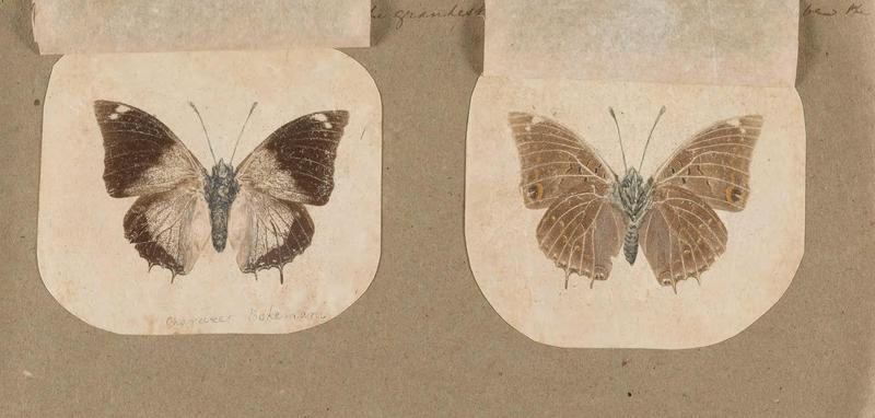 Butterflies collected in the Shire Valley, East Africa (Pl. (25b)) BHL45995599