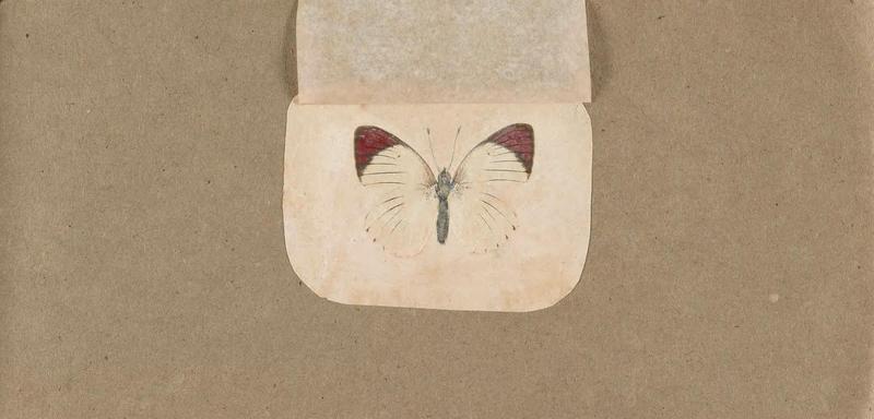 Butterflies collected in the Shire Valley, East Africa (Pl. (26b)) BHL45995603