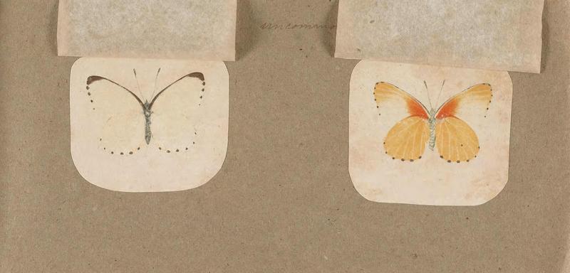 Butterflies collected in the Shire Valley, East Africa (Pl. (27b)) BHL45995607