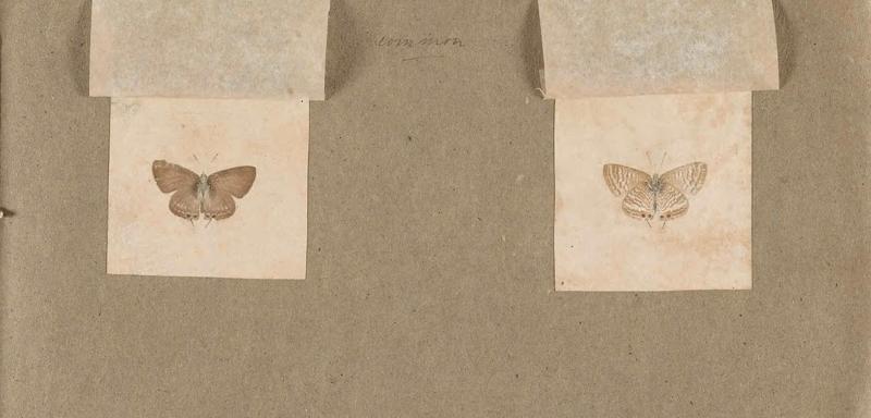 Butterflies collected in the Shire Valley, East Africa (Pl. (28b)) BHL45995611