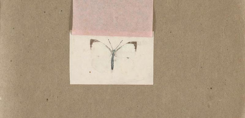 Butterflies collected in the Shire Valley, East Africa (Pl. (29b)) BHL45995617
