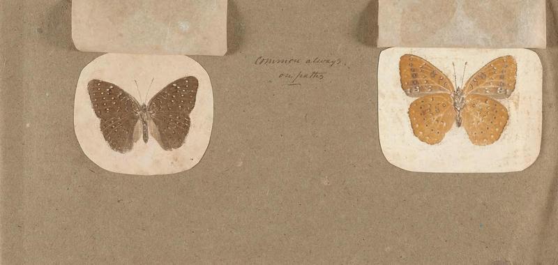 Butterflies collected in the Shire Valley, East Africa (Pl. (2b)) BHL45995564