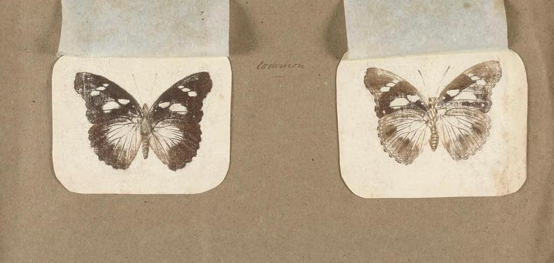 Butterflies collected in the Shire Valley, East Africa (Pl. (4b)) BHL45995554