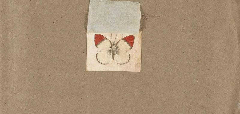 Butterflies collected in the Shire Valley, East Africa (Pl. (5b)) BHL45995550