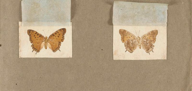 Butterflies collected in the Shire Valley, East Africa (Pl. (6b)) BHL45995544
