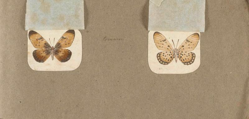 Butterflies collected in the Shire Valley, East Africa (Pl. (7b)) BHL45995540
