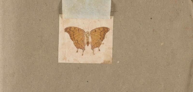 Butterflies collected in the Shire Valley, East Africa (Pl. (8b)) BHL45995536