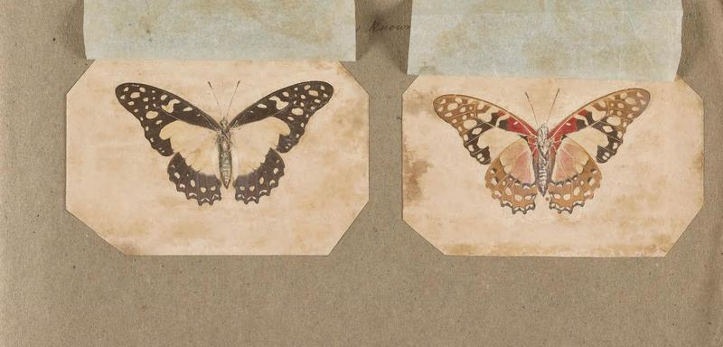 Butterflies collected in the Shire Valley, East Africa (Pl. (9b)) BHL45995532