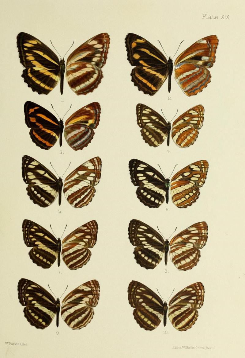 Butterflies from China, Japan, and Corea (18707309794)