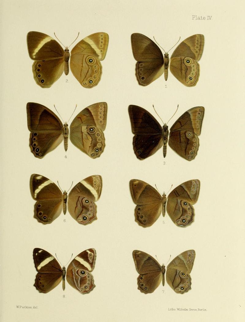 Butterflies from China, Japan, and Corea (18709169643)
