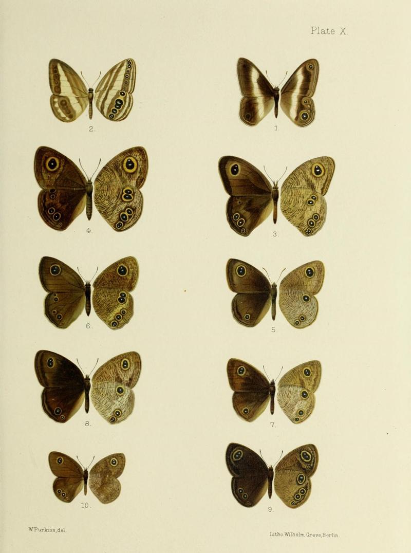 Butterflies from China, Japan, and Corea (19142173320)