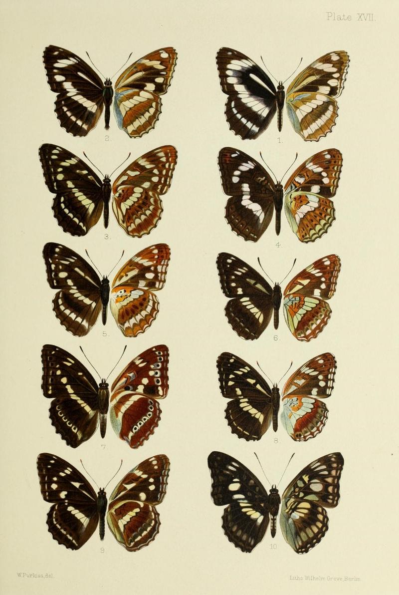 Butterflies from China, Japan, and Corea (19142198000)