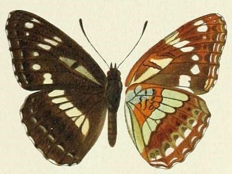 Butterflies from China, Japan, and Corea (19142198000) Limenitis homeyeri