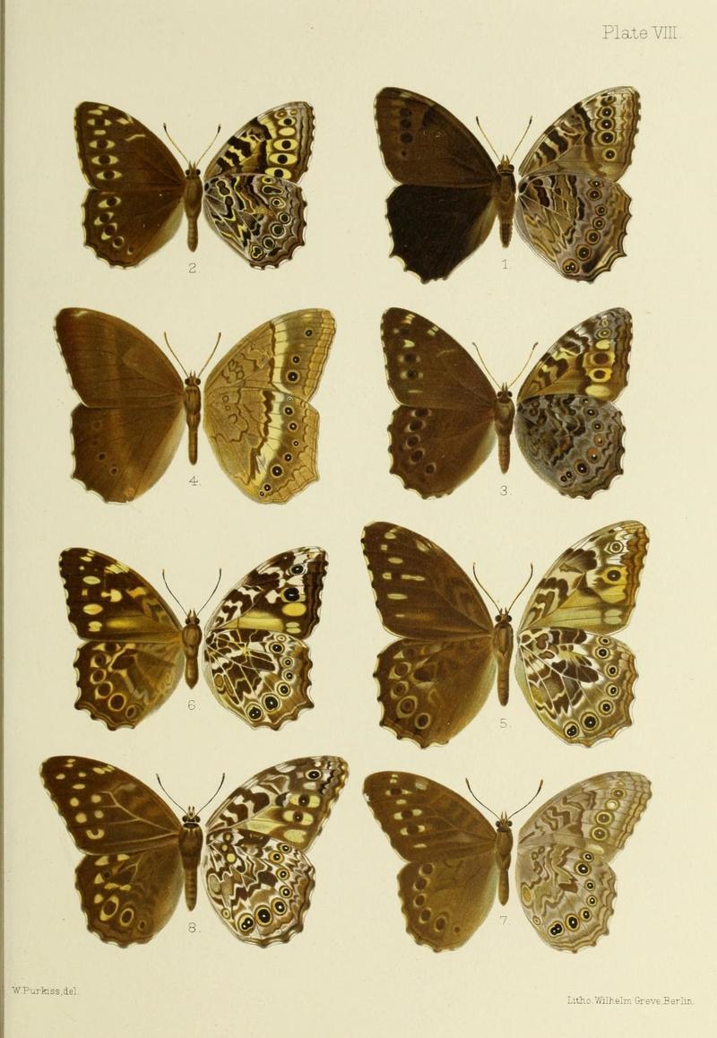 Butterflies from China, Japan, and Corea (19142198678)