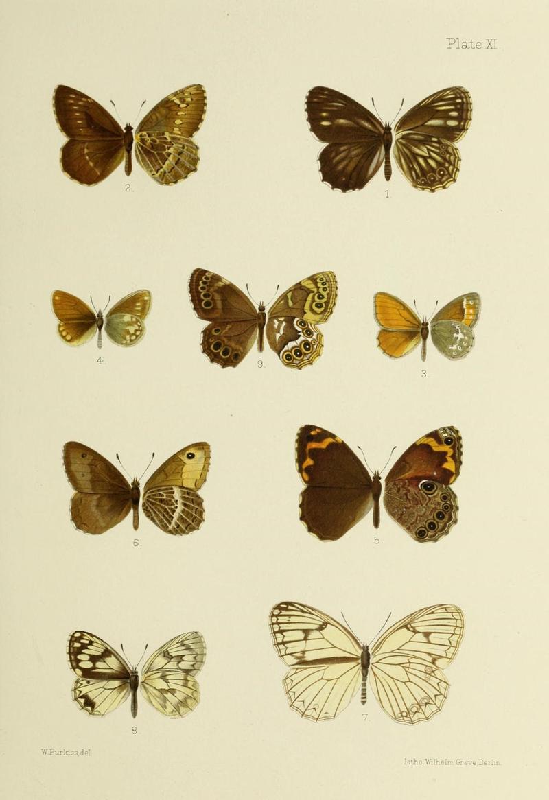 Butterflies from China, Japan, and Corea (19142208768)