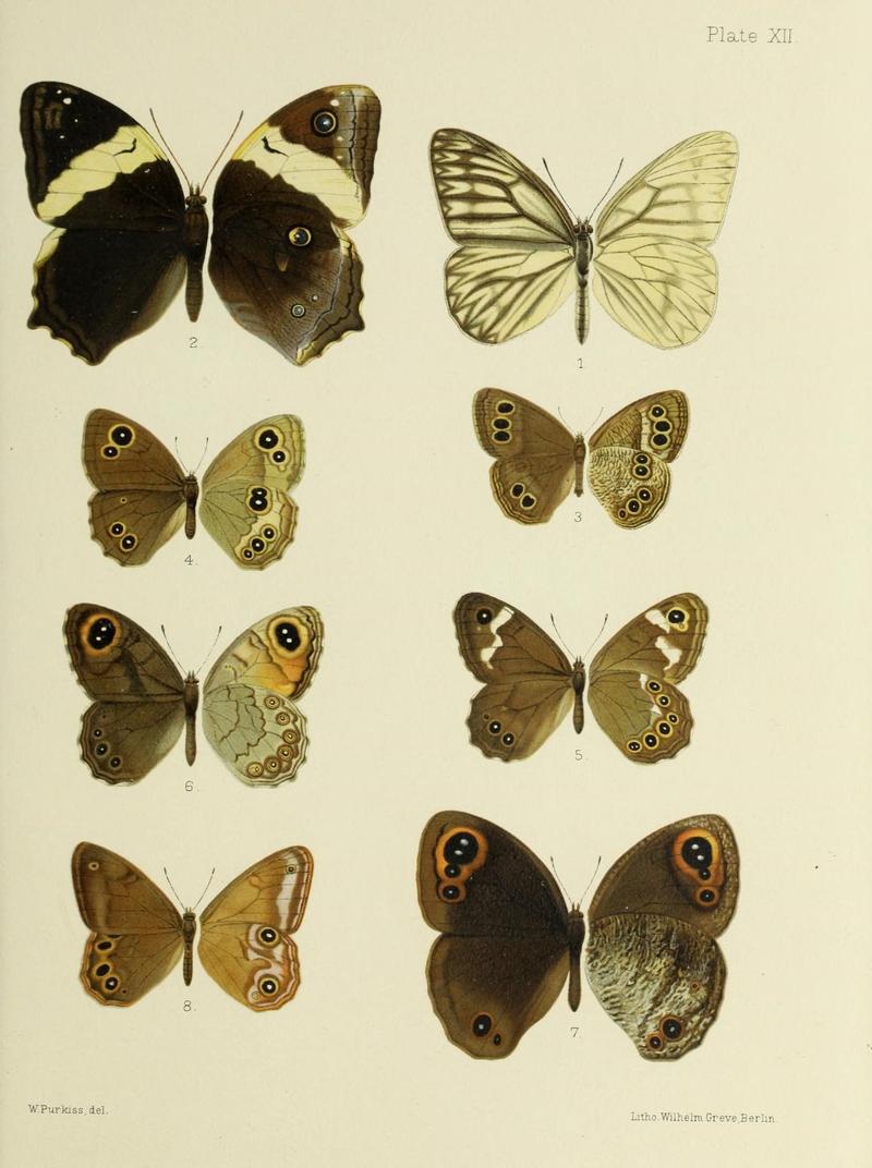 Butterflies from China, Japan, and Corea (19142212478)