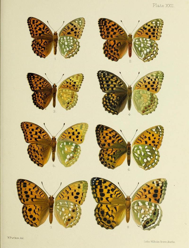 Butterflies from China, Japan, and Corea (19142216850)