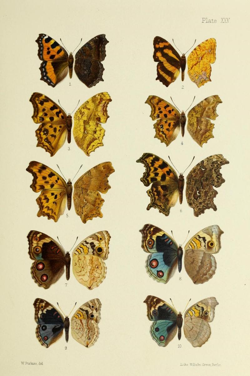 Butterflies from China, Japan, and Corea (19142228320)