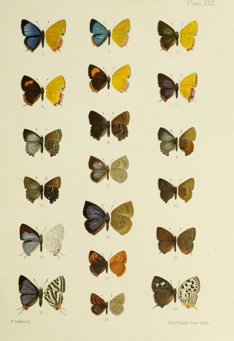 Butterflies from China, Japan, and Corea (19142246130)