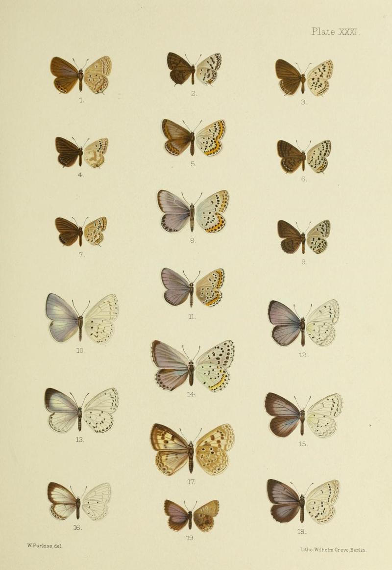 Butterflies from China, Japan, and Corea (19142249310)