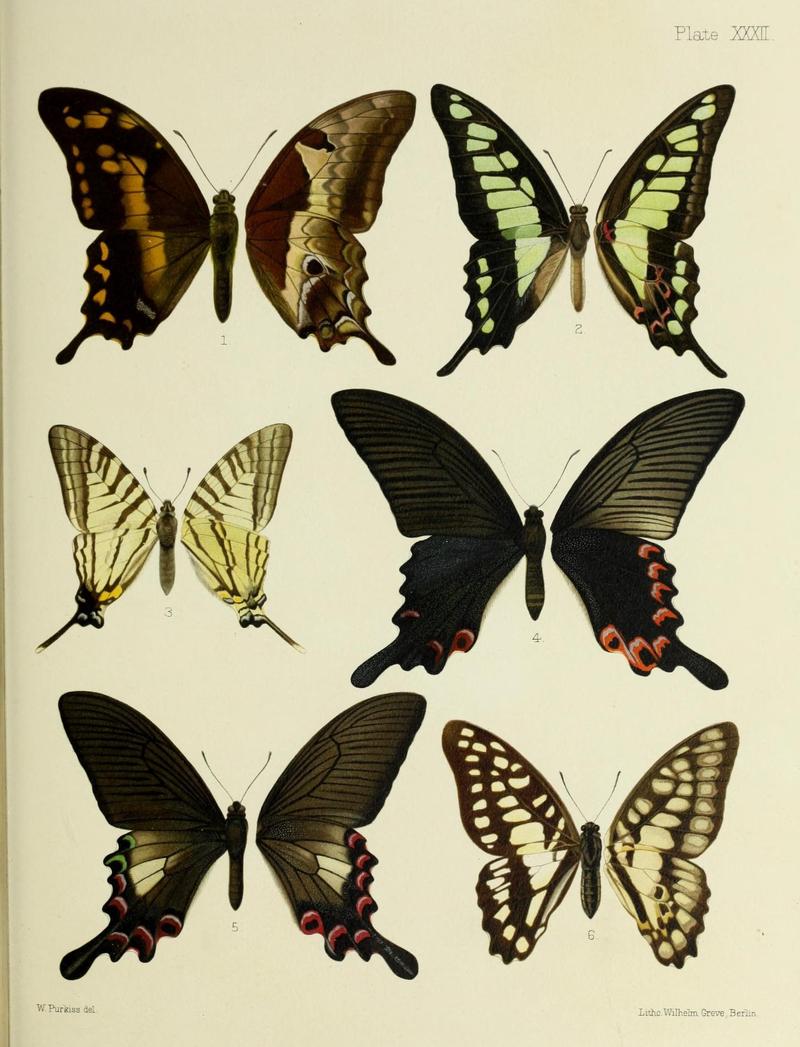 Butterflies from China, Japan, and Corea (19142252800)