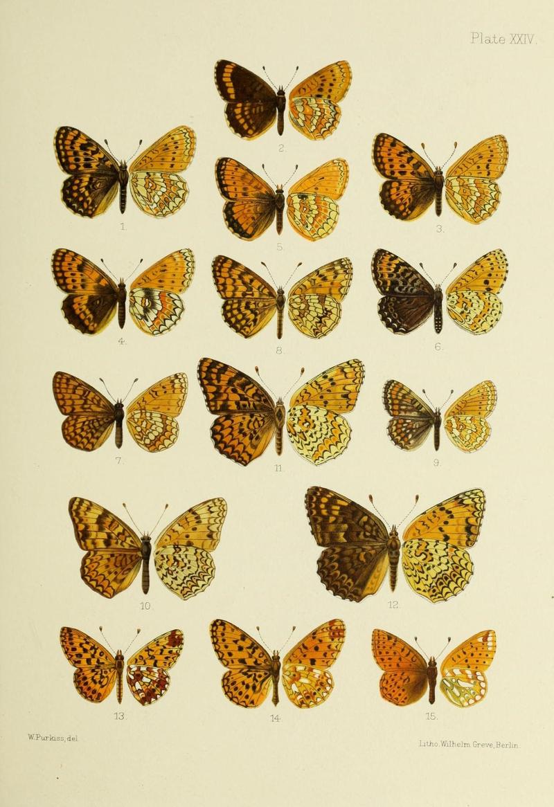 Butterflies from China, Japan, and Corea (19142255848)