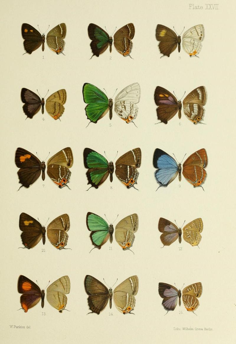 Butterflies from China, Japan, and Corea (19142266418)