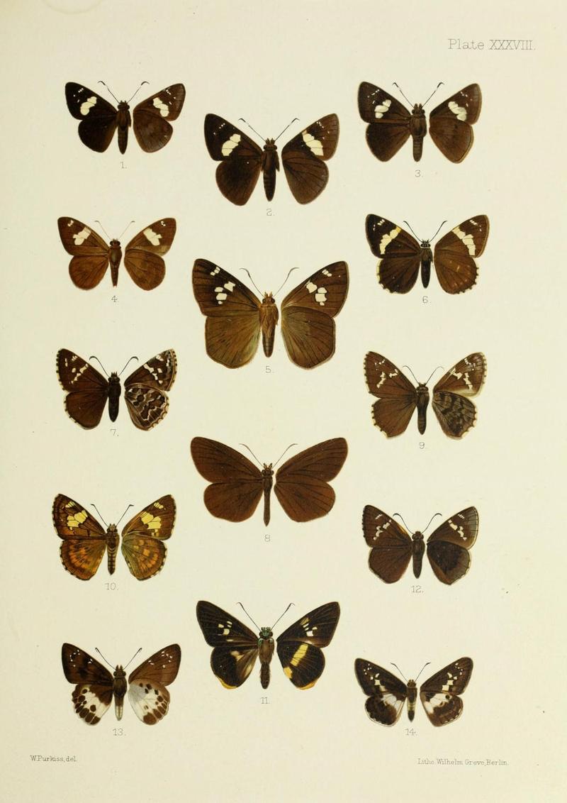 Butterflies from China, Japan, and Corea (19142276520)