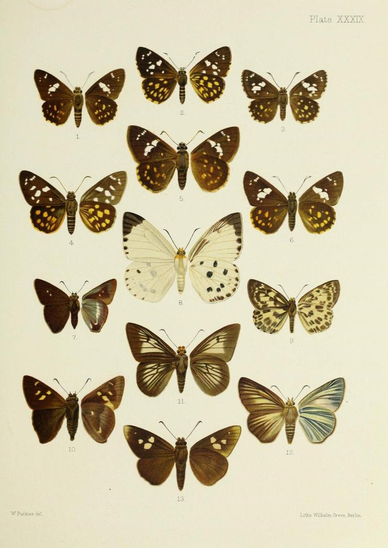 Butterflies from China, Japan, and Corea (19142279930)