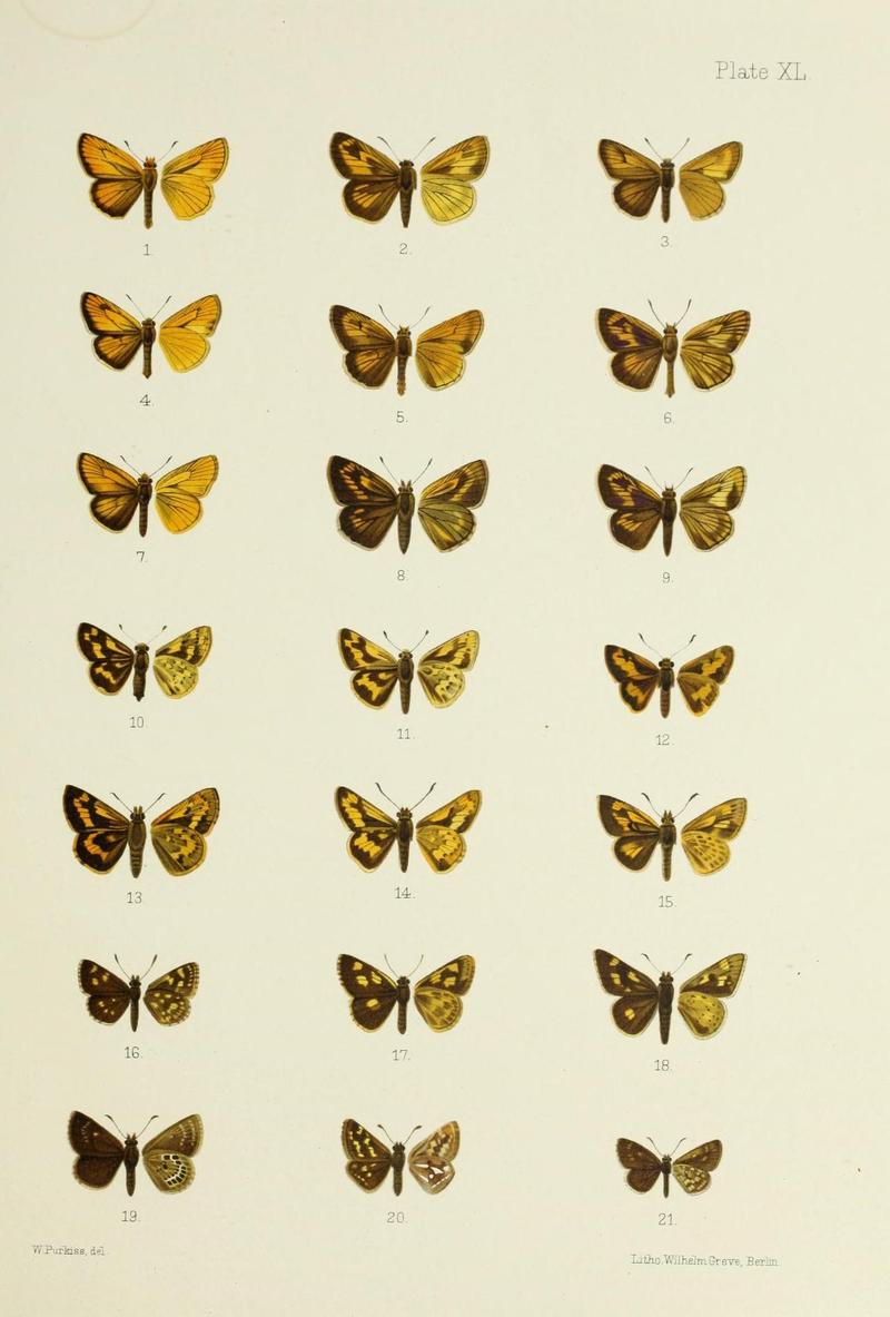 Butterflies from China, Japan, and Corea (19142283750)