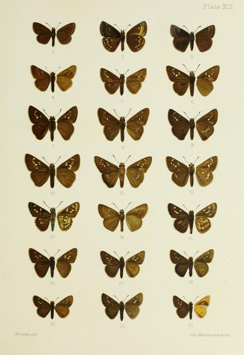 Butterflies from China, Japan, and Corea (19142290750)