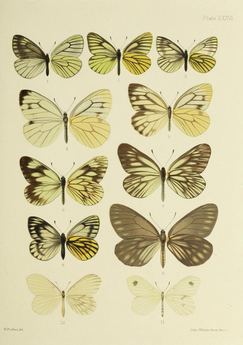 Butterflies from China, Japan, and Corea (19142299608)