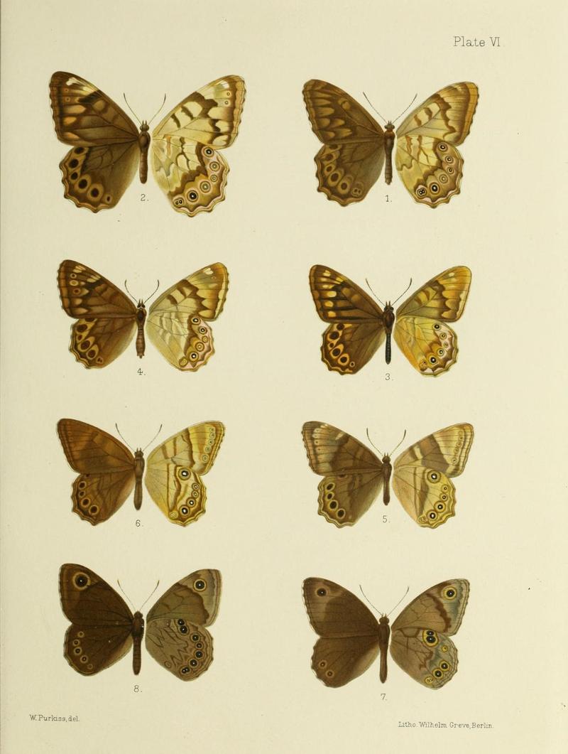 Butterflies from China, Japan, and Corea (19143634699)