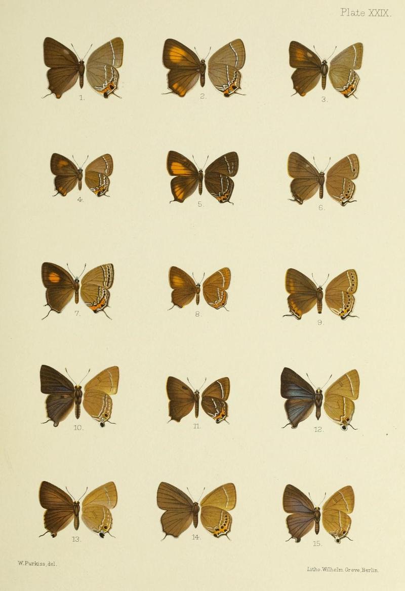 Butterflies from China, Japan, and Corea (19143717599)