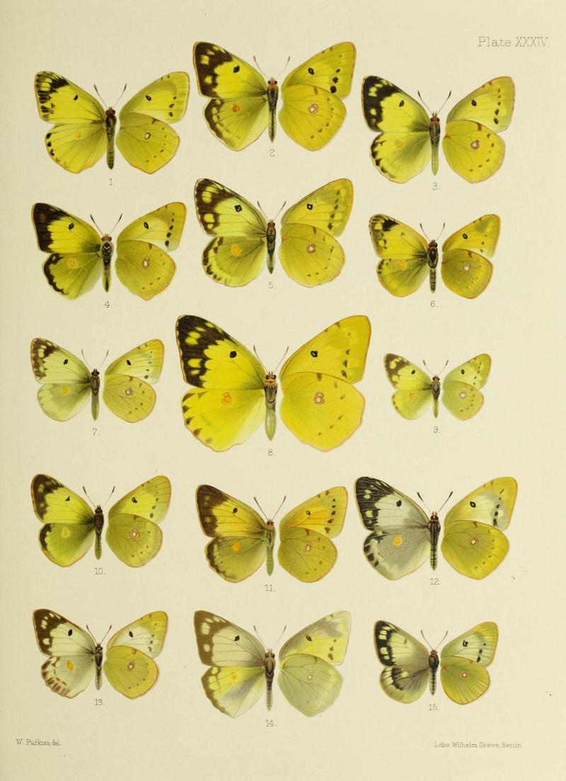 Butterflies from China, Japan, and Corea (19143736139)