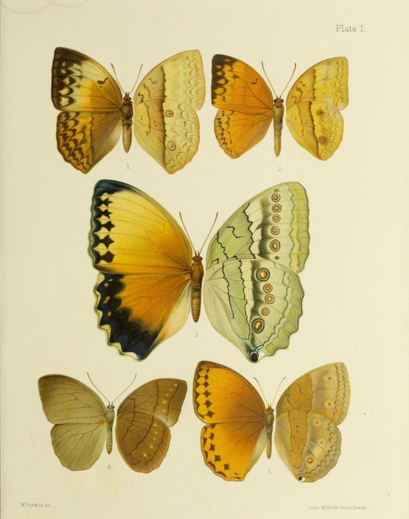 Butterflies from China, Japan, and Corea (19303676076)