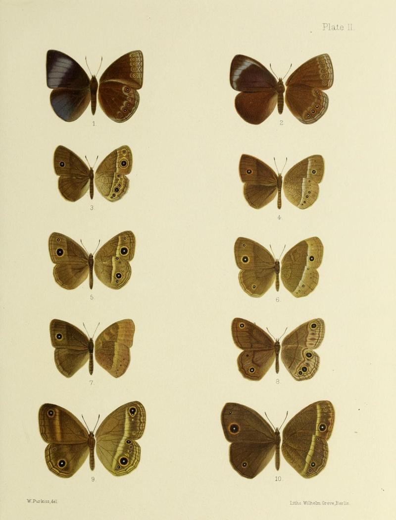Butterflies from China, Japan, and Corea (19303679636)
