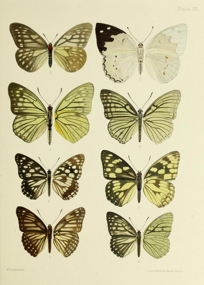 Butterflies from China, Japan, and Corea (19303743906)